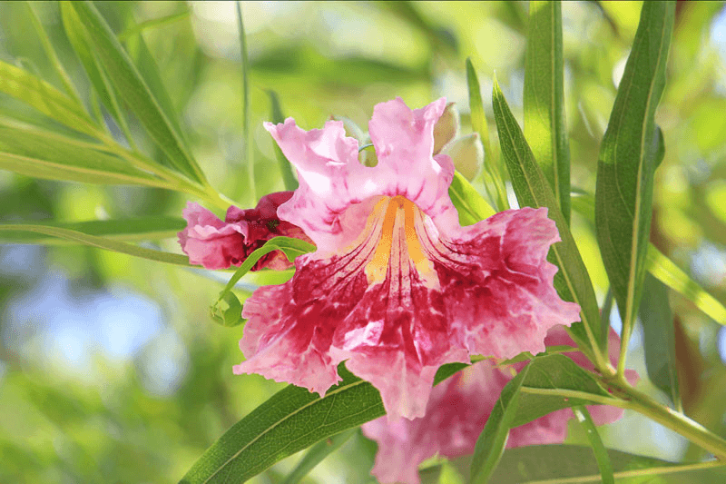 Desert Willow Chilopsis linearis 