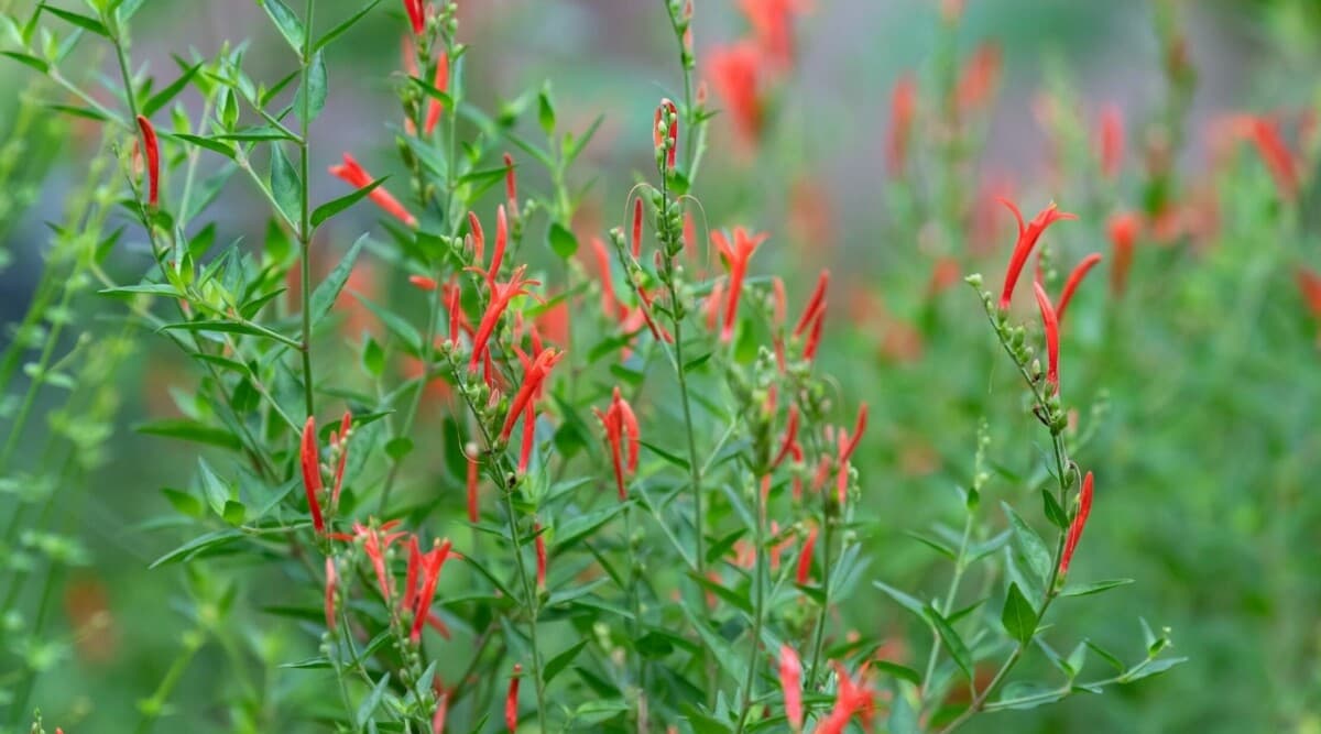 Hummingbird Bush