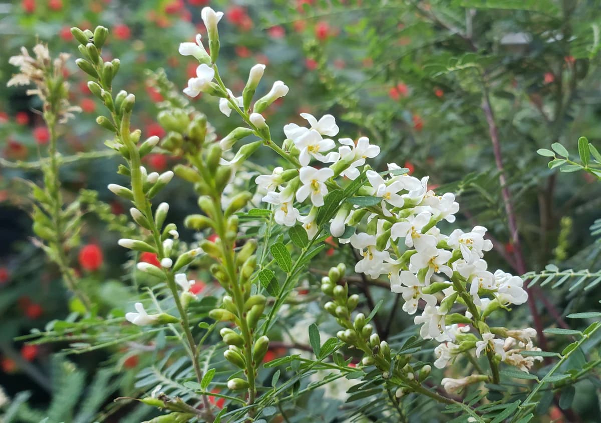 Texas kidneywood Eysenhardtia texana